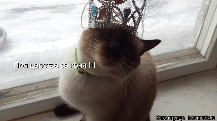 Пол царства за коня !!!... Котоматрица: Пол царства за коня !!!