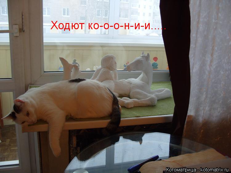 Ходют ко-о-о-н-и-и........ Котоматрица: Ходют ко-о-о-н-и-и.....