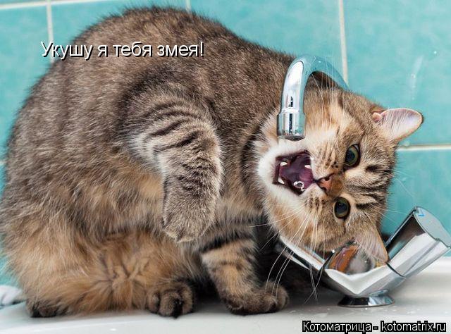 Укушу я тебя змея!... Котоматрица: Укушу я тебя змея!