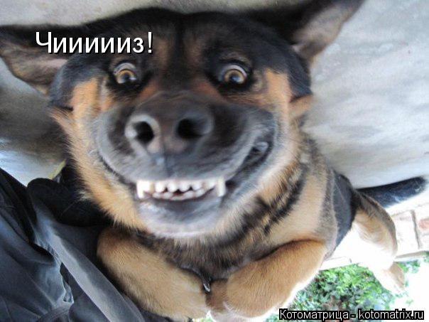 Чиииииз!... Котоматрица: Чиииииз!