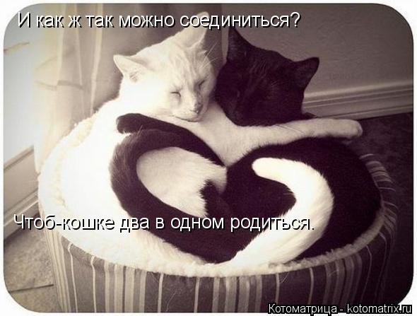 И как ж так можно соединиться? Чтоб-кошке два в одном родиться.... Котоматрица: И как ж так можно соединиться? Чтоб-кошке два в одном родиться.