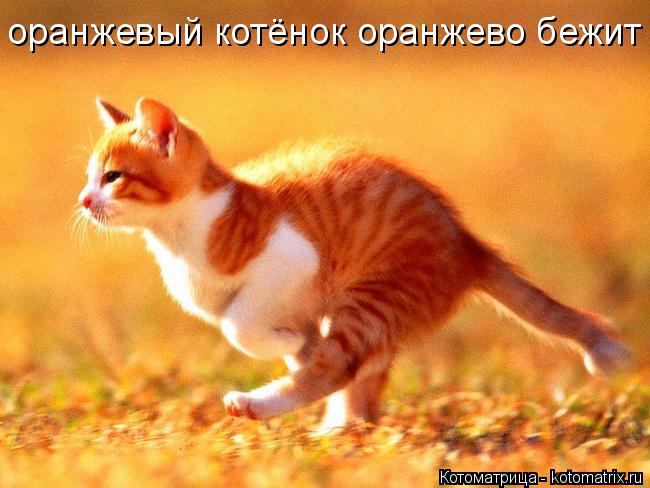 оранжевый котёнок оранжево бежит... Котоматрица: оранжевый котёнок оранжево бежит