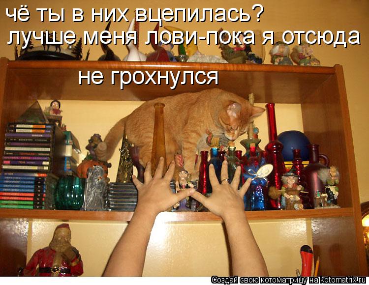 чё ты в них вцепилась? лучше меня лови-пока я отсюда не грохнулся... Котоматрица: чё ты в них вцепилась? лучше меня лови-пока я отсюда не грохнулся