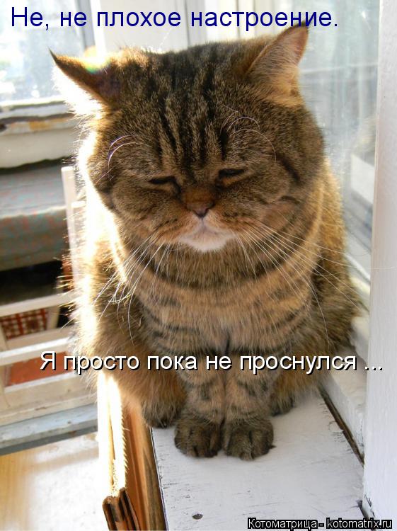Не, не плохое настроение. Я просто пока не проснулся ...... Котоматрица: Не, не плохое настроение. Я просто пока не проснулся ...