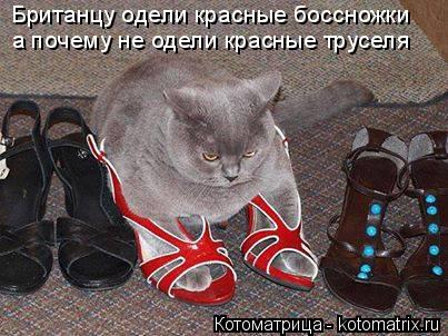 Британцу одели красные боссножки а почему не одели красные труселя... Котоматрица: Британцу одели красные боссножки а почему не одели красные труселя