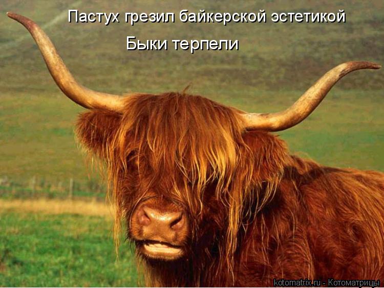 Пастух грезил байкерской эстетикой Быки терпели... Котоматрица: Пастух грезил байкерской эстетикой Быки терпели