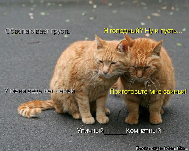 Уличный______Комнатный Обволакивает грусть, Я голодный? Ну и пусть... У меня ведь нет семьи... Пригот... Котоматрица: Уличный______Комнатный Обволакивает грусть, Я голодный? Ну и пусть... У меня ведь нет семьи... Приготовьте мне свиньи!