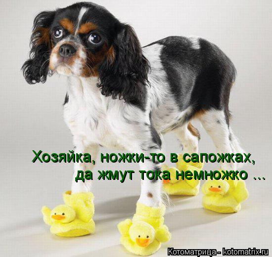Хозяйка, ножки-то в сапожках, да жмут тока немножко ...... Котоматрица: Хозяйка, ножки-то в сапожках, да жмут тока немножко ...