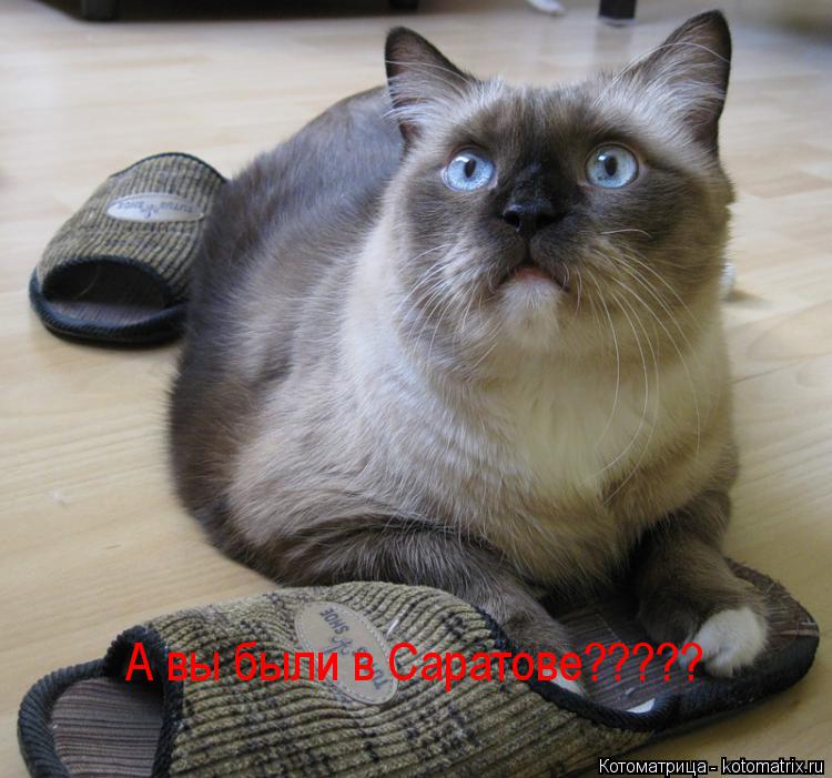 А вы были в Саратове?????... Котоматрица: А вы были в Саратове?????