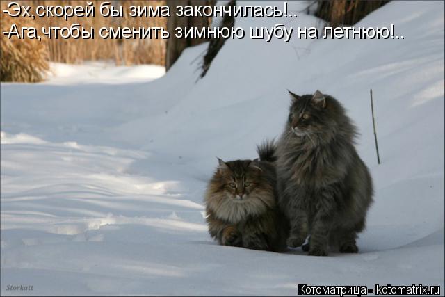 -Эх,скорей бы зима закончилась!.. -Ага,чтобы сменить зимнюю шубу на летнюю!..... Котоматрица: -Эх,скорей бы зима закончилась!.. -Ага,чтобы сменить зимнюю шубу на летнюю!..