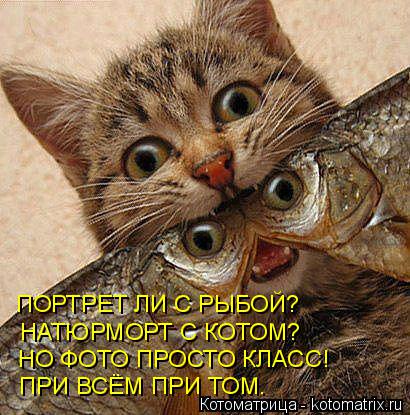 ПОРТРЕТ ЛИ С РЫБОЙ? НАТЮРМОРТ С КОТОМ? НО ФОТО ПРОСТО КЛАСС! ПРИ ВСЁМ ПРИ ТОМ.... Котоматрица: ПОРТРЕТ ЛИ С РЫБОЙ? НАТЮРМОРТ С КОТОМ? НО ФОТО ПРОСТО КЛАСС! ПРИ ВСЁМ ПРИ ТОМ.