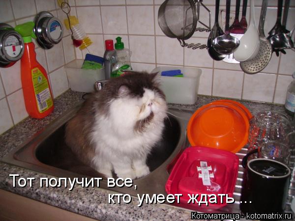 Тот получит все, кто умеет ждать ...... Котоматрица: Тот получит все, кто умеет ждать ...