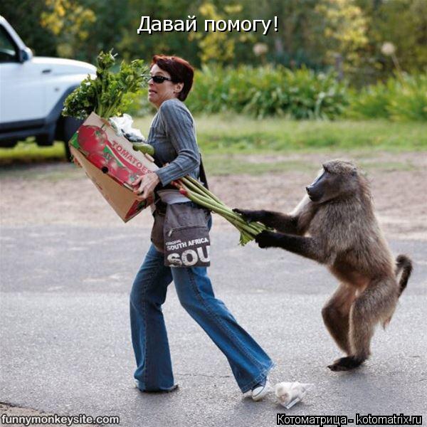 Давай помогу!... Котоматрица: Давай помогу!