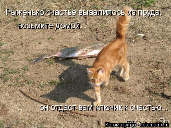 Рыженько счастье вывалилось из пруда. возьмите домой. он отдаст вам ключик к счастью...... Котоматрица: Рыженько счастье вывалилось из пруда. возьмите домой. он отдаст вам ключик к счастью...