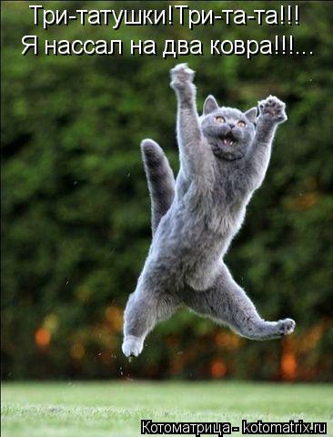 Три-татушки!Три-та-та!!! Я нассал на два ковра!!!...... Котоматрица: Три-татушки!Три-та-та!!! Я нассал на два ковра!!!...