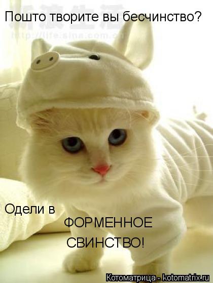 Пошто творите вы бесчинство? Одели в ФОРМЕННОЕ СВИНСТВО!... Котоматрица: Пошто творите вы бесчинство? Одели в ФОРМЕННОЕ СВИНСТВО!