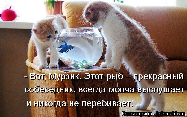 - Вот, Мурзик. Этот рыб – прекрасный собеседник: всегда молча выслушает и никогда не перебивает!... Котоматрица: - Вот, Мурзик. Этот рыб – прекрасный собеседник: всегда молча выслушает и никогда не перебивает!
