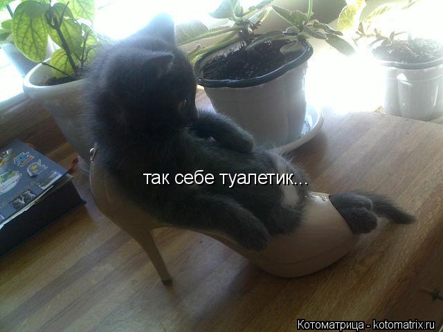 так себе туалетик...... Котоматрица: так себе туалетик...