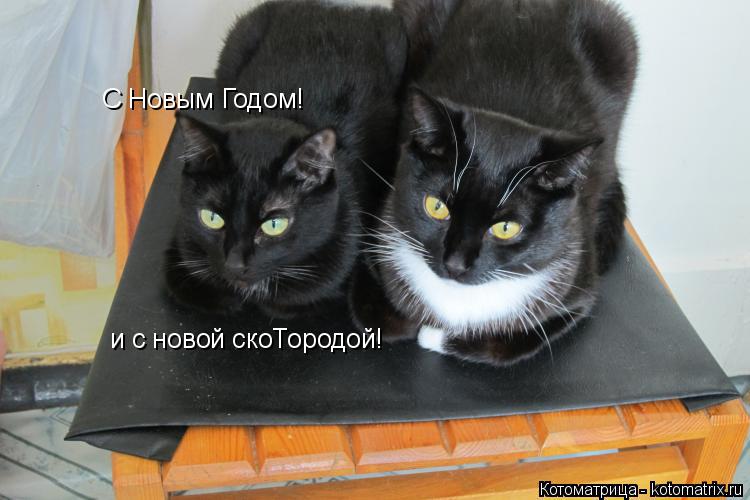 С Новым Годом! и с новой скоТородой!... Котоматрица: С Новым Годом! и с новой скоТородой!