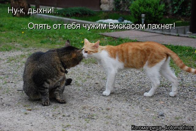 ...Опять от тебя чужим Вискасом пахнет! Ну-к, дыхни!..... Котоматрица: ...Опять от тебя чужим Вискасом пахнет! Ну-к, дыхни!..