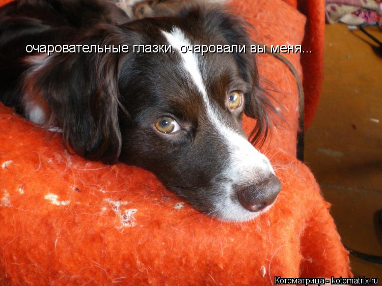 очаровательные глазки. очаровали вы меня...... Котоматрица: очаровательные глазки. очаровали вы меня...