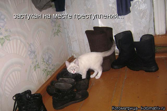 застукан на месте преступления...... Котоматрица: застукан на месте преступления...