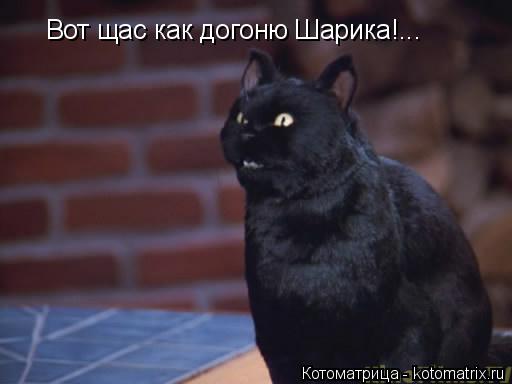 Вот щас как догоню Шарика!...... Котоматрица: Вот щас как догоню Шарика!...