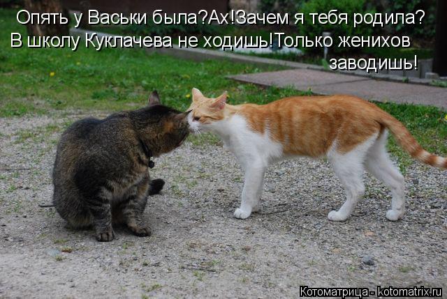 Опять у Васьки была?Ах!Зачем я тебя родила? В школу Куклачева не ходишь!Только женихов заводишь!... Котоматрица: Опять у Васьки была?Ах!Зачем я тебя родила? В школу Куклачева не ходишь!Только женихов заводишь!