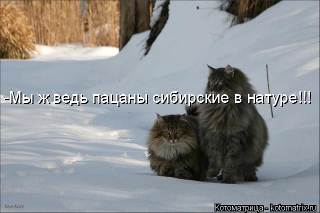 -Мы ж ведь пацаны сибирские в натуре!!!... Котоматрица: -Мы ж ведь пацаны сибирские в натуре!!!