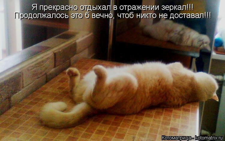 Я прекрасно отдыхал в отражении зеркал!!! Продолжалось это б вечно, чтоб никто не доставал!!!... Котоматрица: Я прекрасно отдыхал в отражении зеркал!!! Продолжалось это б вечно, чтоб никто не доставал!!!