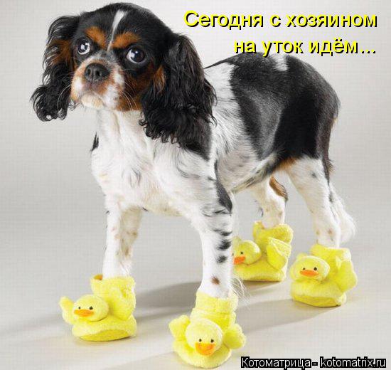 Сегодня с хозяином на уток идём...... Котоматрица: Сегодня с хозяином на уток идём...
