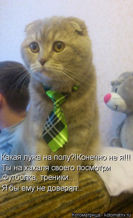 Какая лужа на полу?!Конечно не я!!! Ты на хахаля своего посмотри Футболка, треники... Я бы ему не дов... Котоматрица: Какая лужа на полу?!Конечно не я!!! Ты на хахаля своего посмотри Футболка, треники... Я бы ему не доверял...