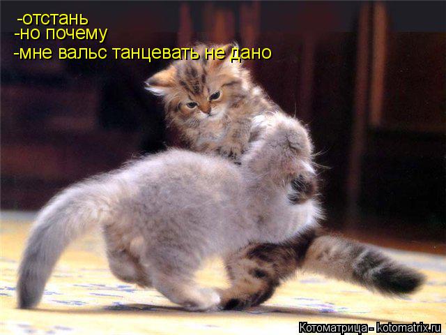 Котоматрица: -отстань -но почему -мне вальс танцевать не дано