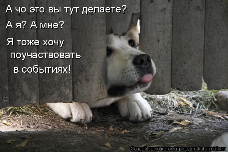 А чо это вы тут делаете? Я тоже хочу поучаствовать в событиях! А я? А мне?... Котоматрица: А чо это вы тут делаете? Я тоже хочу поучаствовать в событиях! А я? А мне?