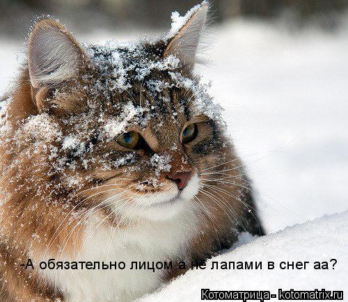 -А обязательно лицом а не лапами в снег аа?... Котоматрица: -А обязательно лицом а не лапами в снег аа?