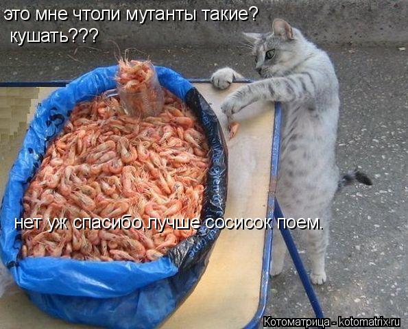 это мне чтоли мутанты такие? кушать??? нет уж спасибо,лучше сосисок поем.... Котоматрица: это мне чтоли мутанты такие? кушать??? нет уж спасибо,лучше сосисок поем.