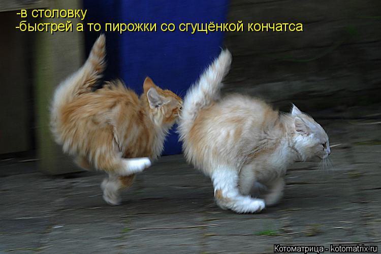 Котоматрица: -в столовку -быстрей а то пирожки со сгущёнкой кончатса