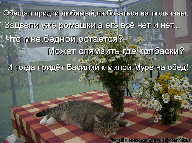 Обещал придти любимый,любоваться на тюльпаны. Зацвели уже ромашки,а его всё нет и нет... Что мне,бедн... Котоматрица: Обещал придти любимый,любоваться на тюльпаны. Зацвели уже ромашки,а его всё нет и нет... Что мне,бедной,остаётся? Может слямзить где колбаски