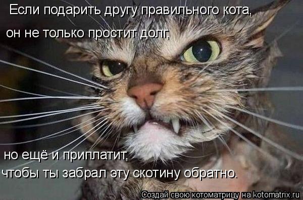 Если подарить другу правильного кота, он не только простит долг, но ещё и приплатит, чтобы ты забра... Котоматрица: Если подарить другу правильного кота, он не только простит долг, но ещё и приплатит, чтобы ты забрал эту скотину обратно.