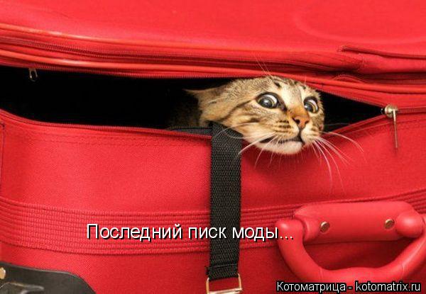 Последний писк моды...... Котоматрица: Последний писк моды...