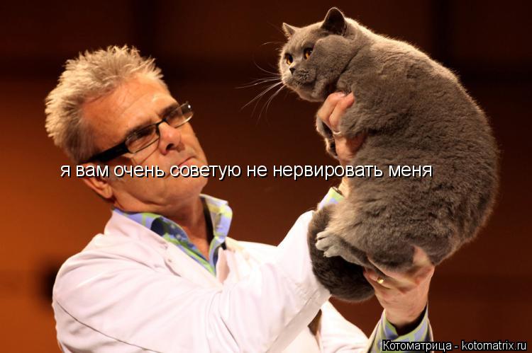 я вам очень советую не нервировать меня... Котоматрица: я вам очень советую не нервировать меня