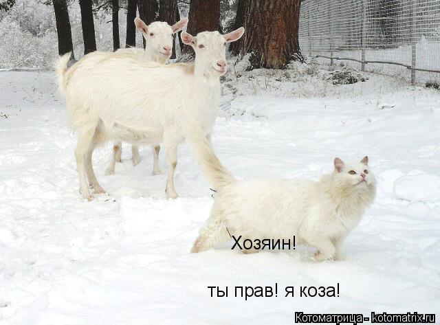ты прав! я коза! Хозяин!... Котоматрица: ты прав! я коза! Хозяин!