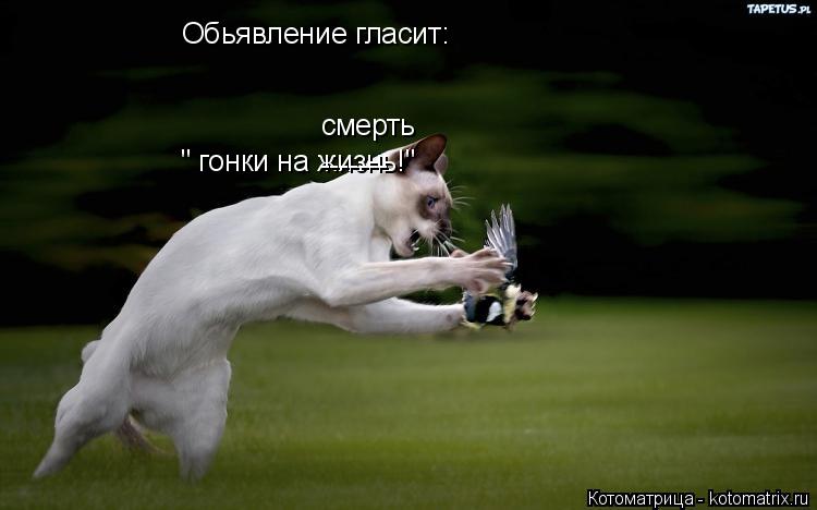 Обьявление гласит: " гонки на жизнь!" ------- смерть... Котоматрица: Обьявление гласит: " гонки на жизнь!" ------- смерть
