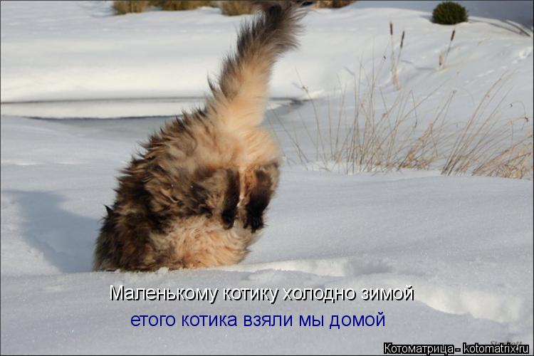 Маленькому котику холодно зимой етого котика взяли мы домой... Котоматрица: Маленькому котику холодно зимой етого котика взяли мы домой