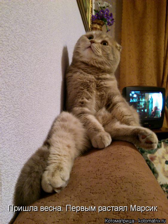 Пришла весна. Первым растаял Марсик... Котоматрица: Пришла весна. Первым растаял Марсик