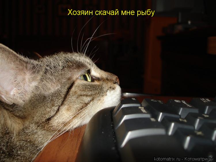 Хозяин скачай мне рыбу... Котоматрица: Хозяин скачай мне рыбу
