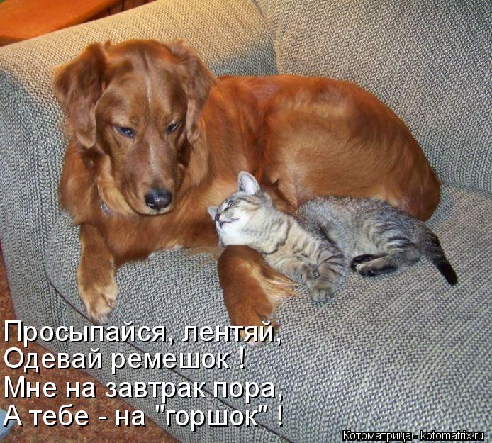 Просыпайся, лентяй, Одевай ремешок ! Мне на завтрак пора, А тебе - на "горшок" !... Котоматрица: Просыпайся, лентяй, Одевай ремешок ! Мне на завтрак пора, А тебе - на "горшок" !