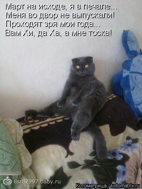 Март на исходе, я в печале... Меня во двор не выпускали! Проходят зря мои года... Вам Хи, да Ха, а мн... Котоматрица: Март на исходе, я в печале... Меня во двор не выпускали! Проходят зря мои года... Вам Хи, да Ха, а мне тоска!