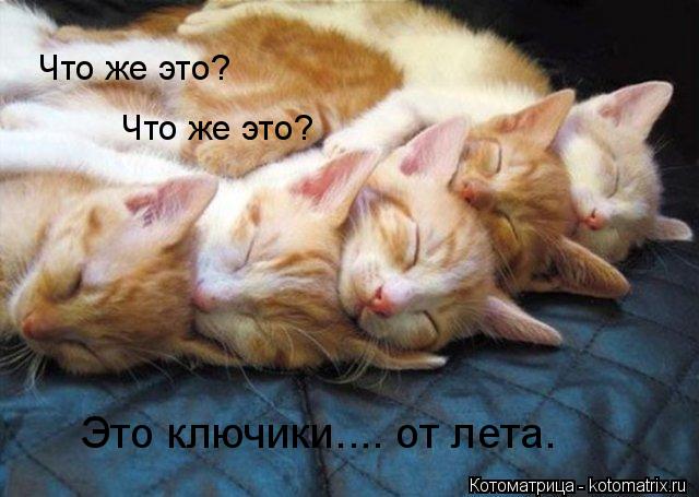 Что же это? Что же это? Это ключики.... от лета.... Котоматрица: Что же это? Что же это? Это ключики.... от лета.
