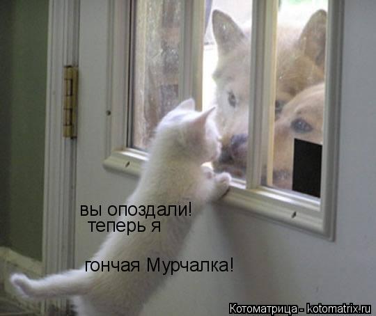 вы опоздали! теперь я гончая Мурчалка!... Котоматрица: вы опоздали! теперь я гончая Мурчалка!